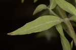 Whorled mountainmint